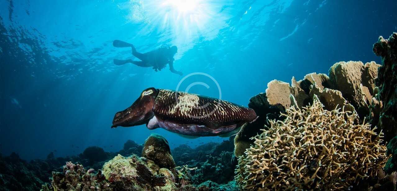 Cuttlefish
