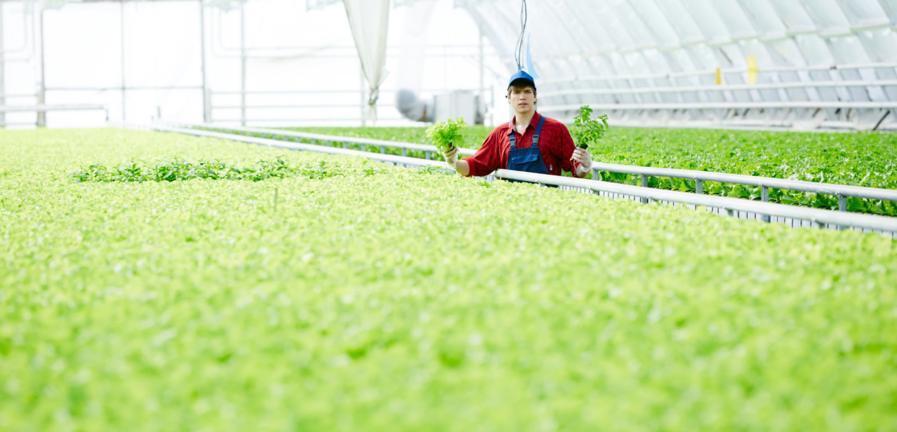 PT4. VALIDACIÓN AGRONÓMICA